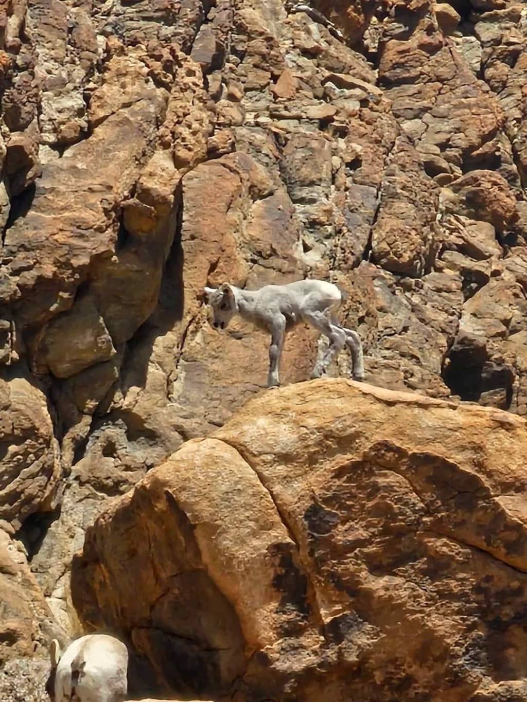 Captan a borrego cimarrón y su cría en La&nbsp;Rumorosa