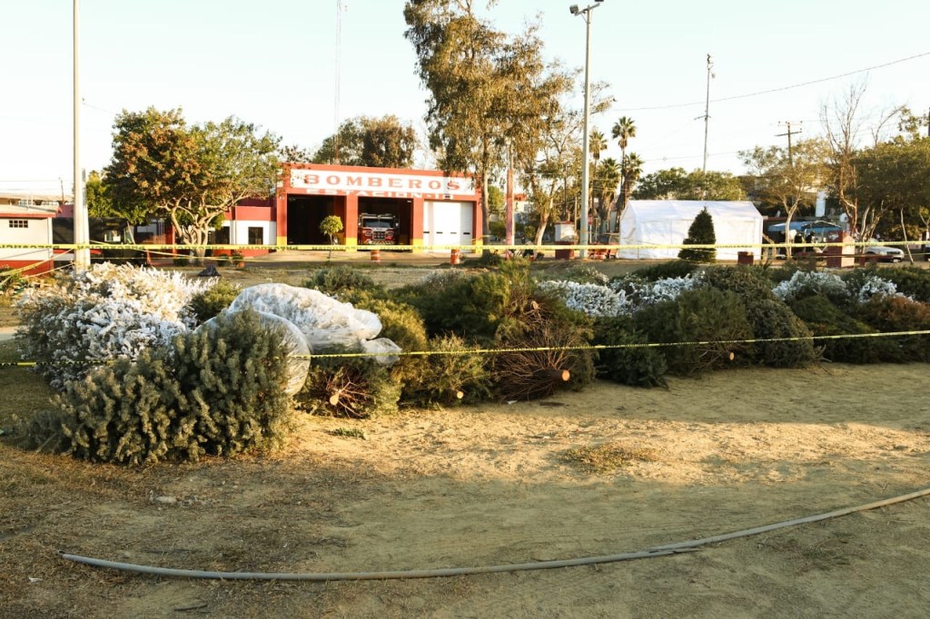 ¡TU PINO NAVIDEÑO TIENE UNA SEGUNDA VIDA! TIJUANA RECICLA Y CUIDA EL MEDIO AMBIENTE El&nbsp;XXV