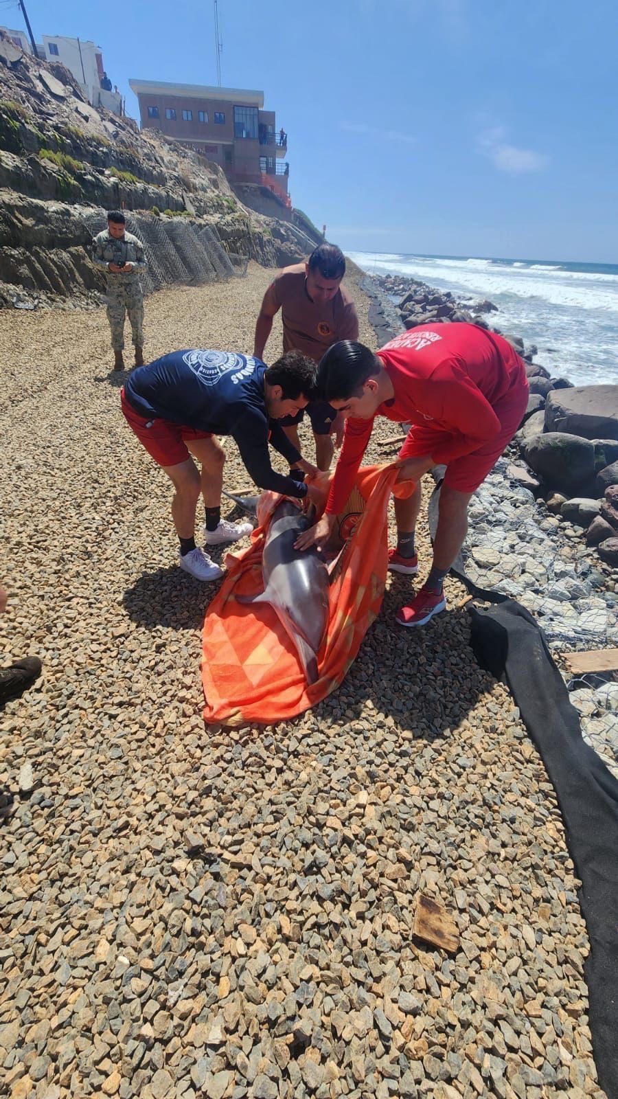 Tijuana | La División de Rescate Acuático de Bomberos Tijuana ayudó a que un delfín regresara al&nbsp;mar.