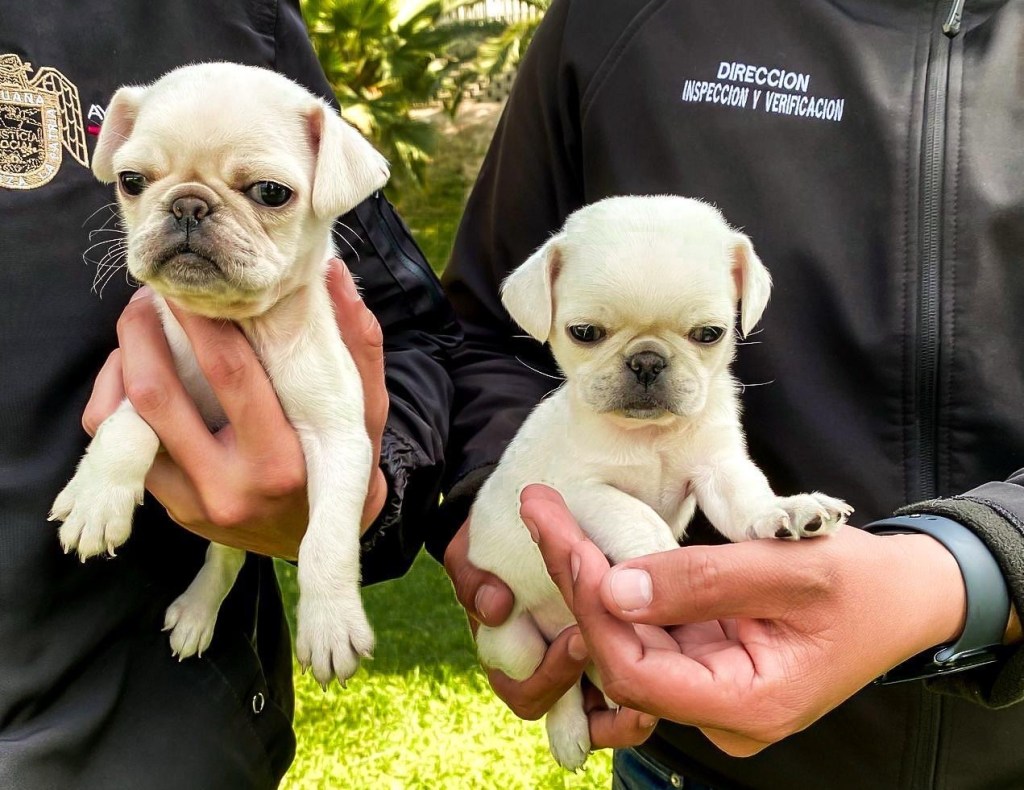 Rescata Gobierno de Tijuana dos caninos que estaban a la venta en la vía&nbsp;pública