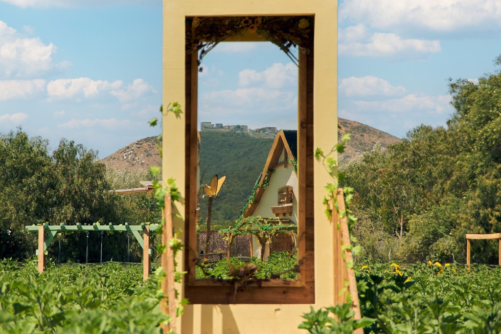 🌻 Mictlán Tijuana abre su temporada de girasoles: el campo floral que conquista corazones en la&nbsp;frontera