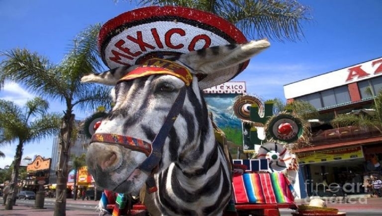 Burros-cebra: la postal que marcó generaciones en&nbsp;Tijuana