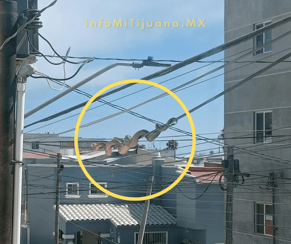 Avistamientos de serpientes en Playas de Tijuana alertan a&nbsp;vecinos