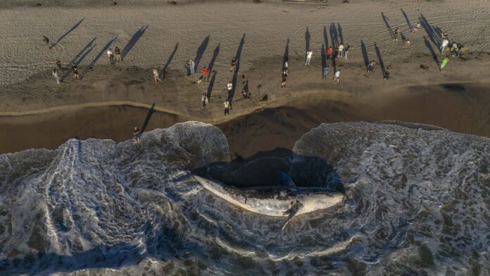 Hallan ballena muerta en Playas de Tijuana; autoridades trabajan en su&nbsp;retiro