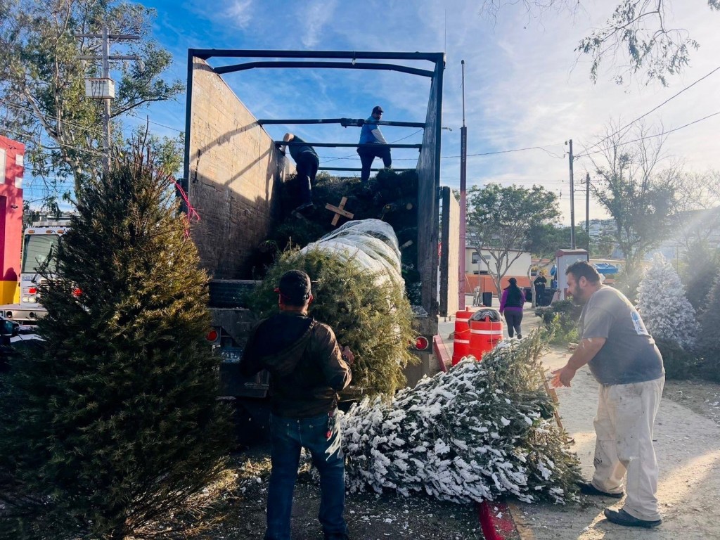 RECIBE AYUNTAMIENTO DE TIJUANA MÁS DE 2 MIL ÁRBOLES EN CAMPAÑA DE RECICLAJE&nbsp;🎄♻️