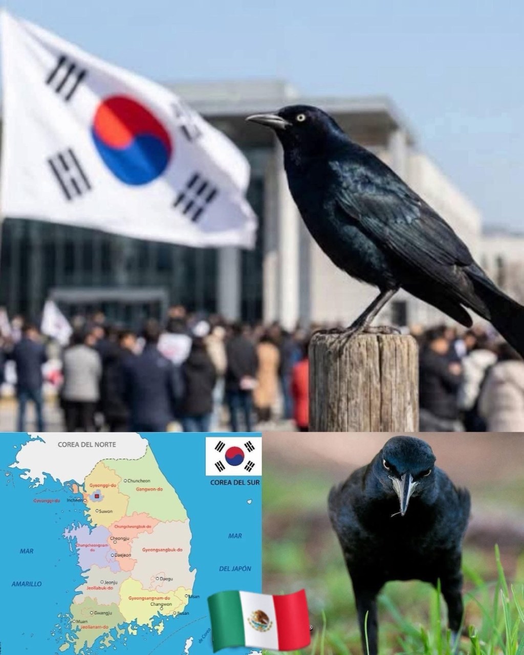 AVE MEXICANA TERMINÓ EN&nbsp;COREA